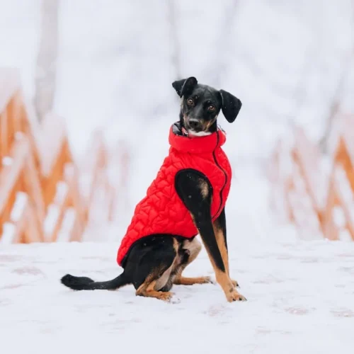 Top Picks: Winter Wear for Dogs in Cold Climates
