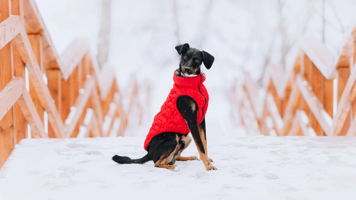 winter wear for dogs in cold climates