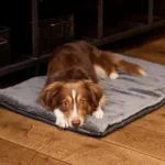 Best Dog Mats for Muddy Paws: What to Look For