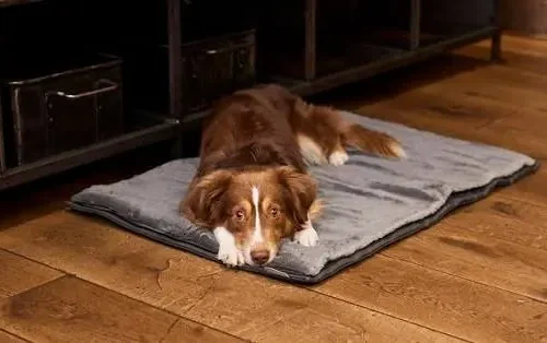 Best Dog Mats for Muddy Paws: What to Look For