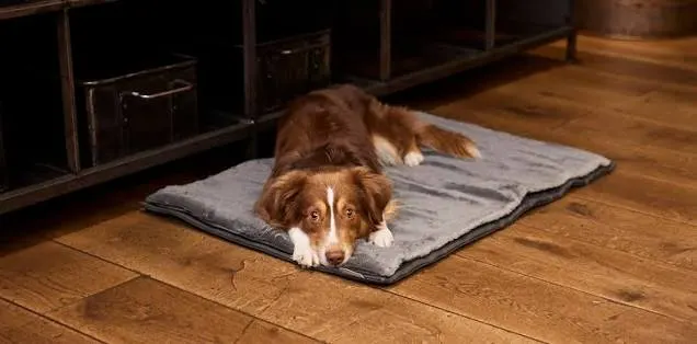 dog mat