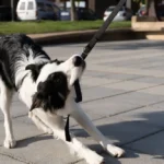 How to Stop Your Dog From Chewing the Leash