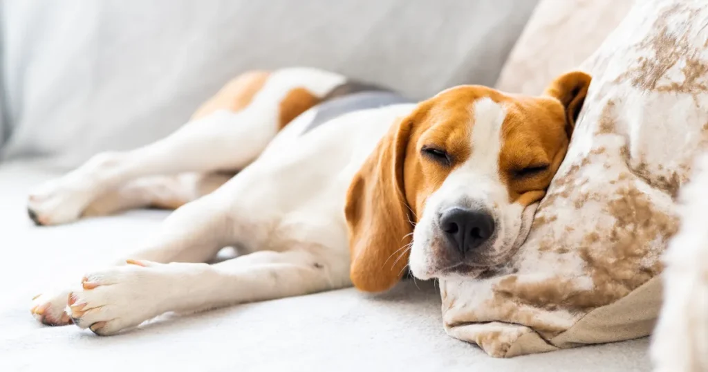 Keep Your Dog Comfortable on Cold Nights