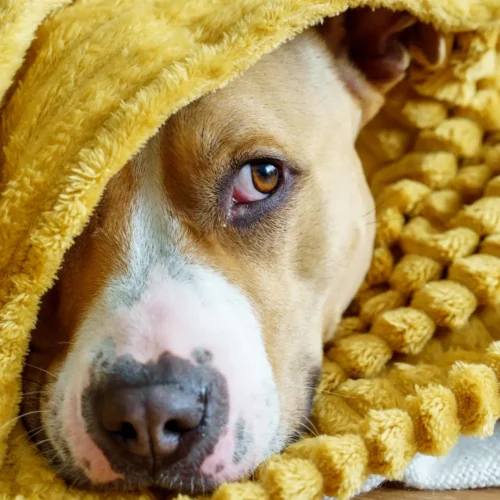 11 Ways to Keep Your Dog Comfortable on Cold Nights