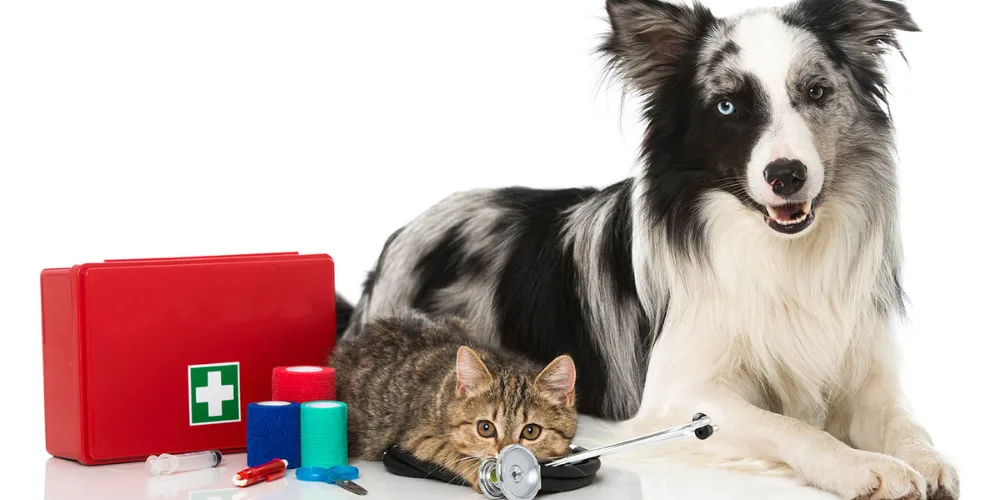 common dog emergencies