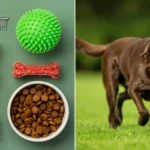 11 Dog-Friendly Activities for Active Pet Parents