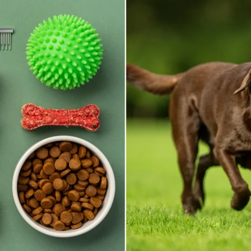 11 Dog-Friendly Activities for Active Pet Parents