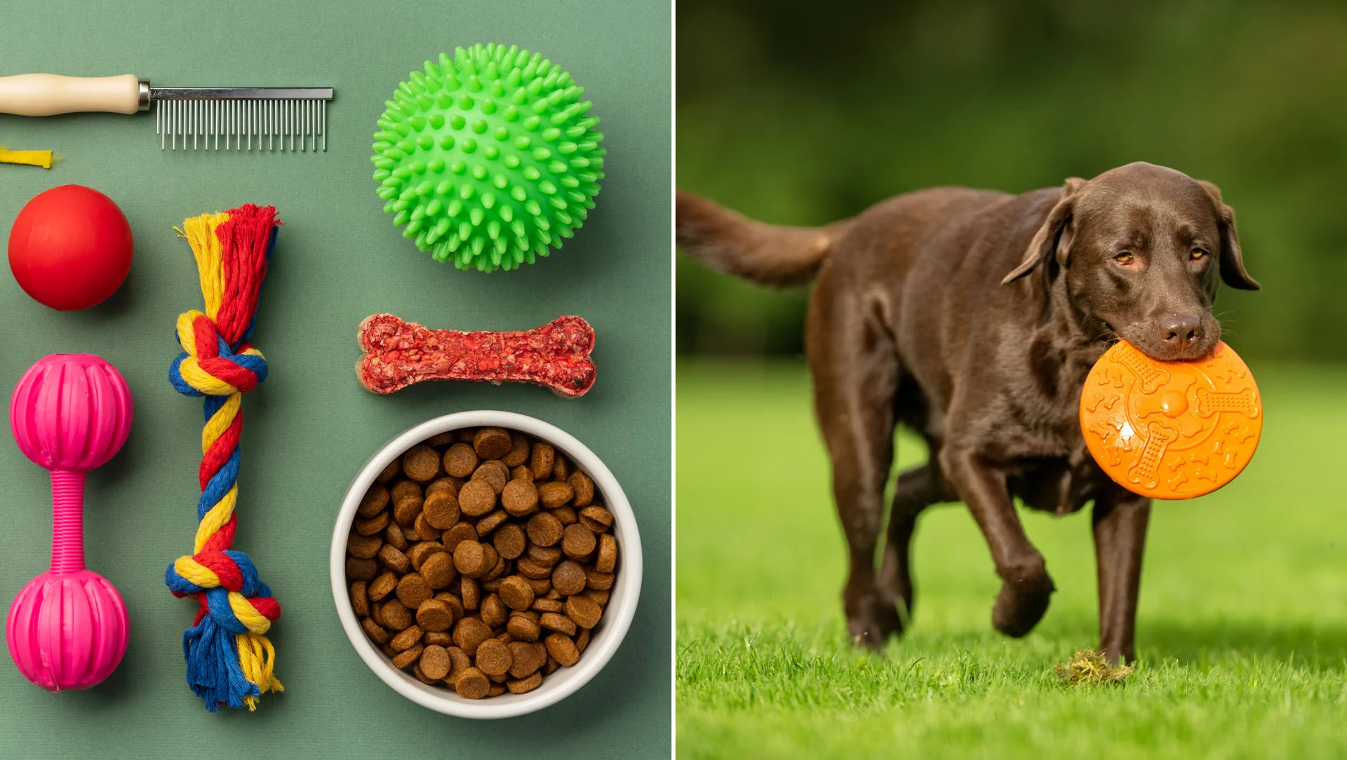 dog friendly activities