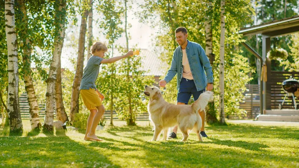 dog friendly activities