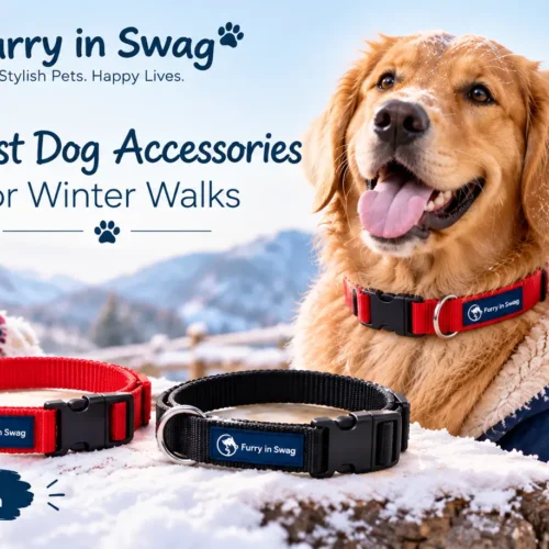 9 Best Dog Accessories for Winter Walks