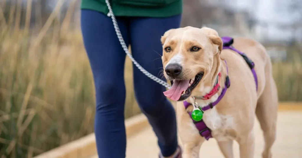 stop dog from pulling on leash