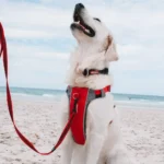 13 Ways to Stop Your Dog From Pulling on the Leash