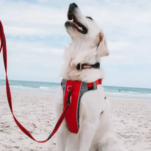 13 Ways to Stop Your Dog From Pulling on the Leash