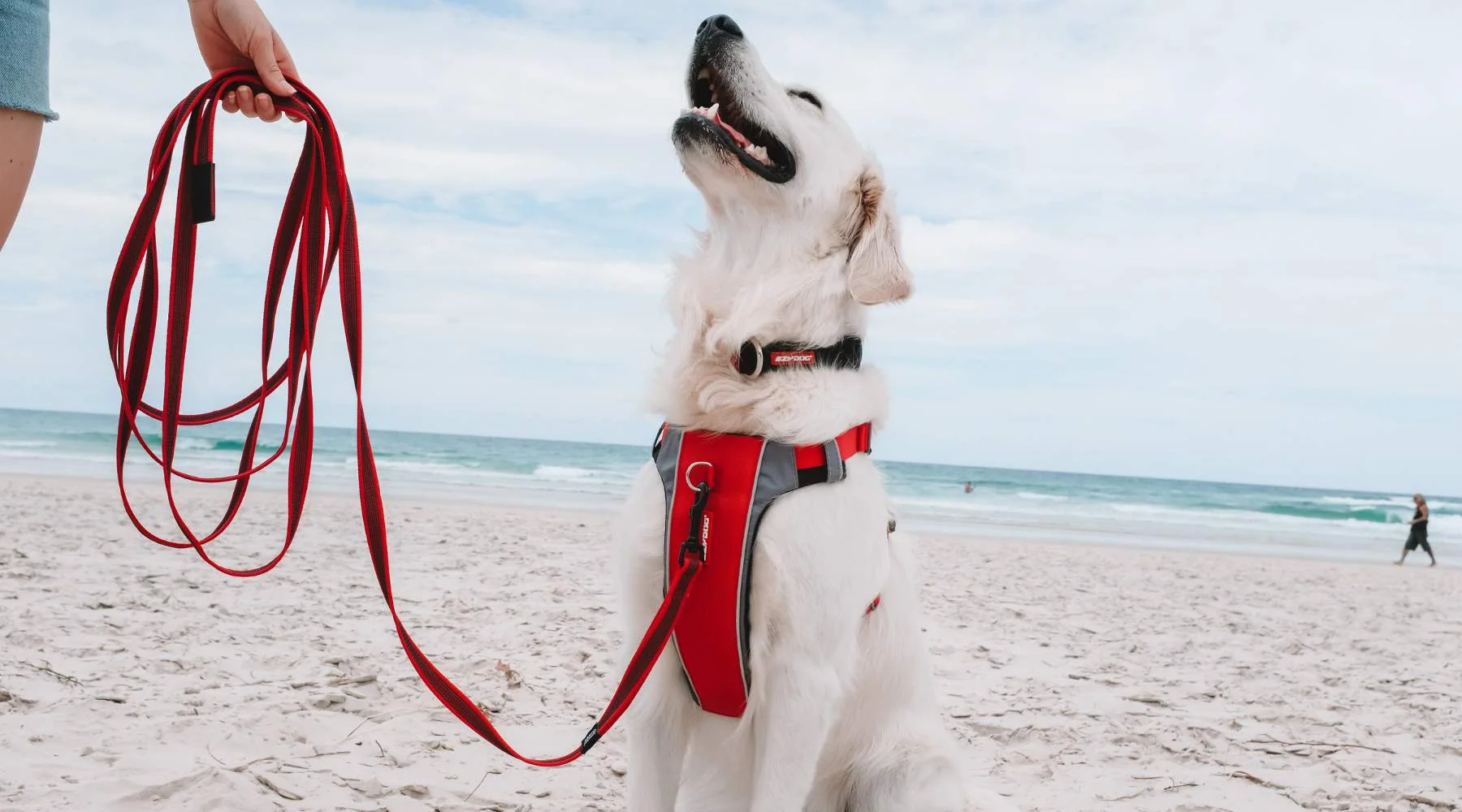 stop dog from pulling on leash