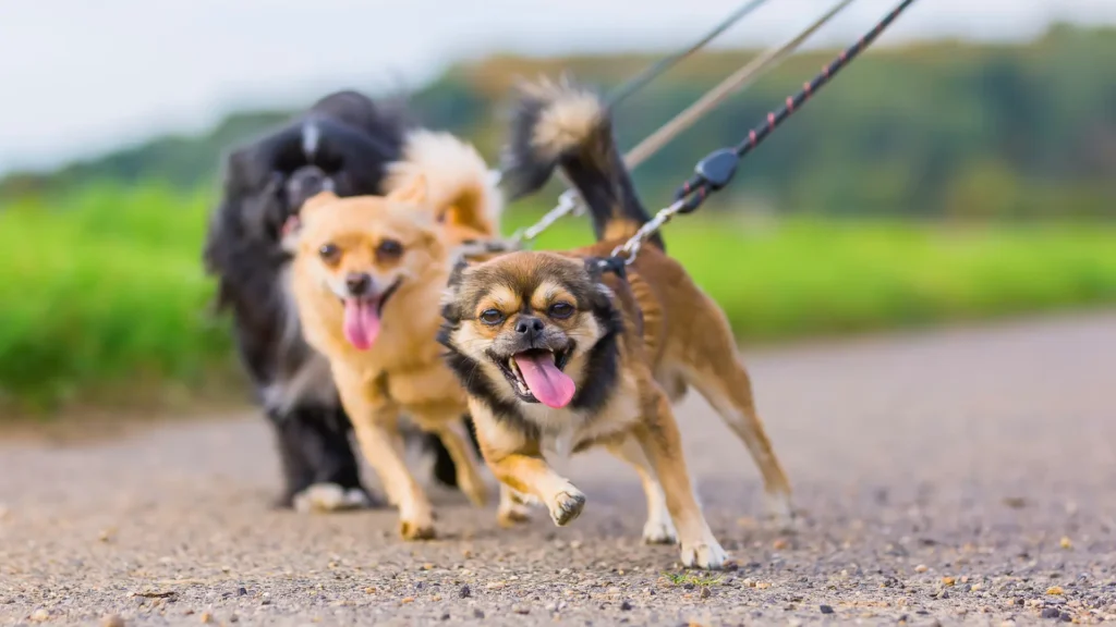 stop dog from pulling on leash