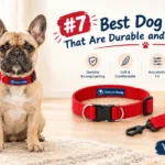 7 Best Dog Collars That Are Durable and Comfortable
