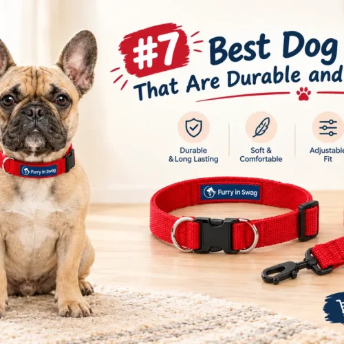 7 Best Dog Collars That Are Durable and Comfortable