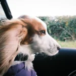 15 Tips for Your Dog’s First Road Trip