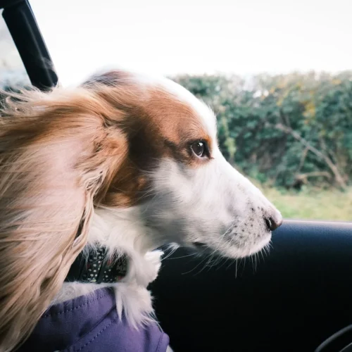 15 Tips for Your Dog’s First Road Trip