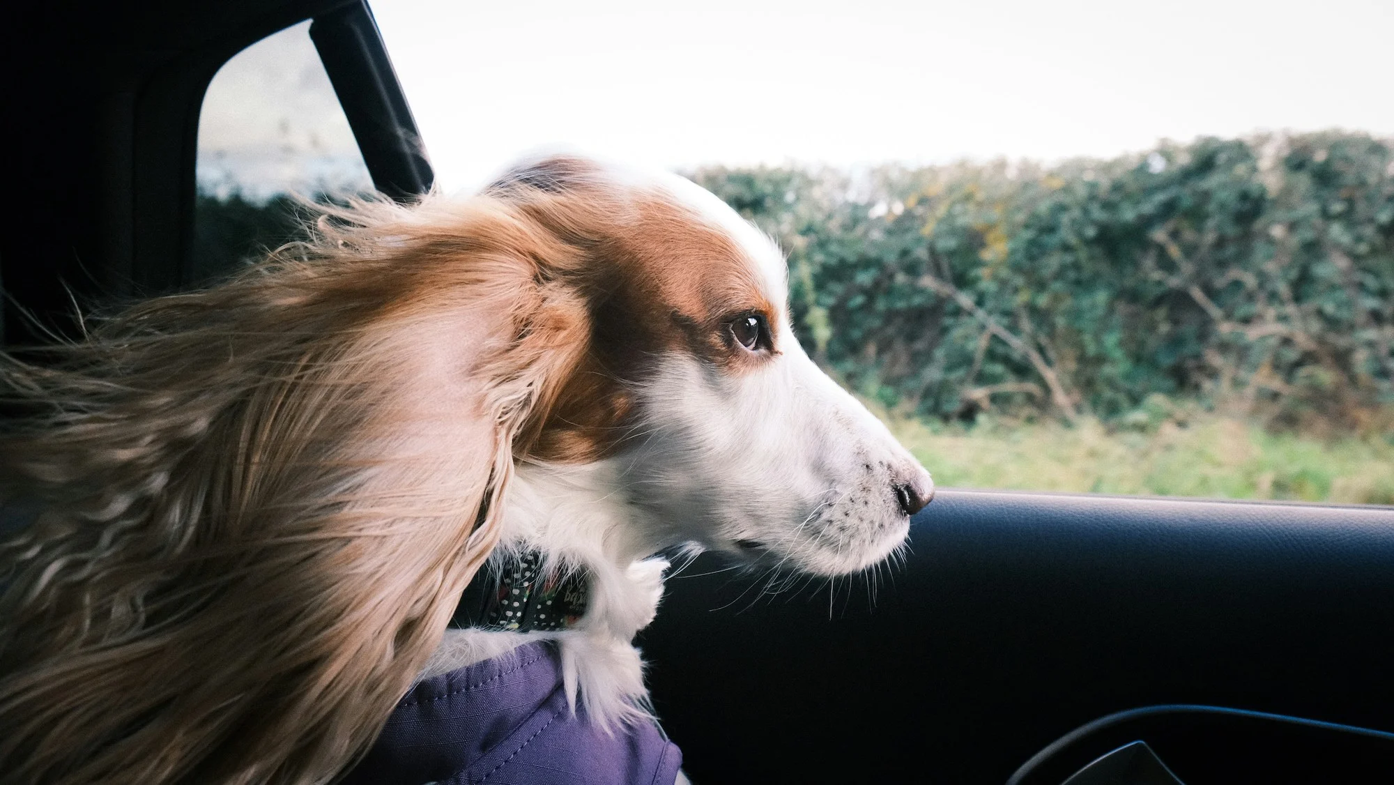 dog's first road trip