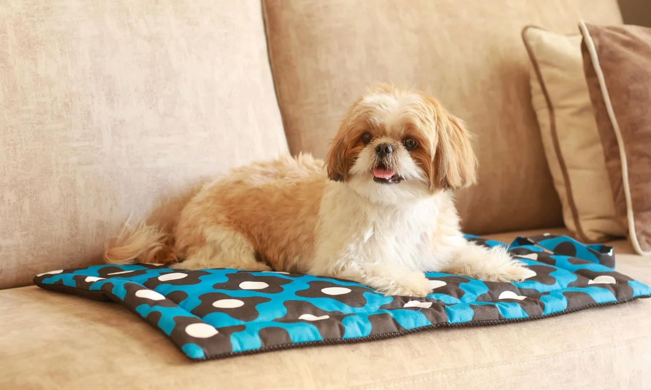 best premium dog mats
